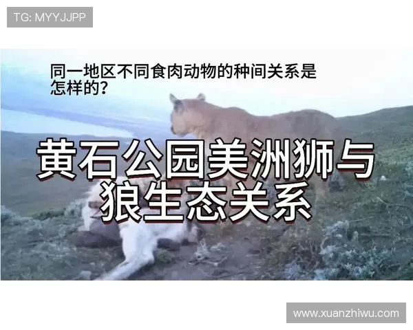 美洲狮与阿特拉斯的生存之争与生态平衡探讨 美洲狮与阿特拉斯的生存之争与生态平衡探讨