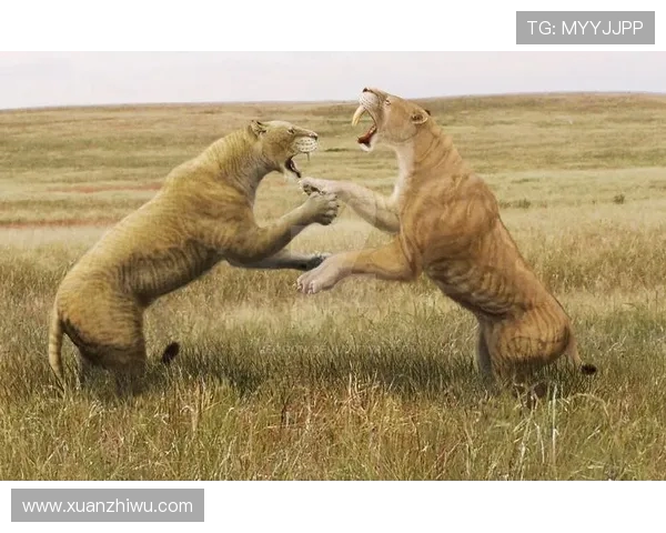 莱赫维亚与塔队激战正酣谁将赢得这场精彩对决 莱赫维亚与塔队激战正酣谁将赢得这场精彩对决